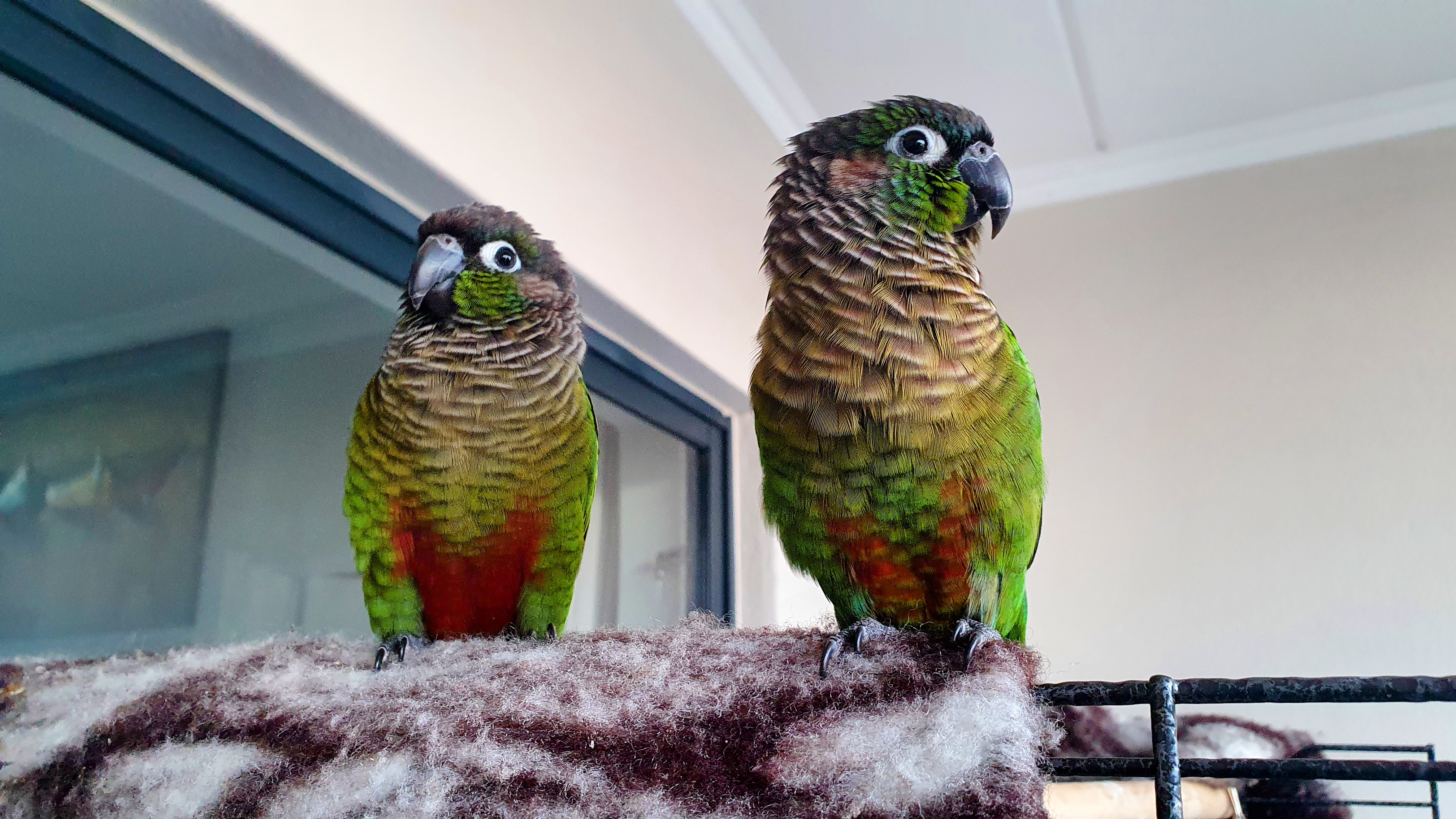 Maverick and Goose — Green Cheek Conures